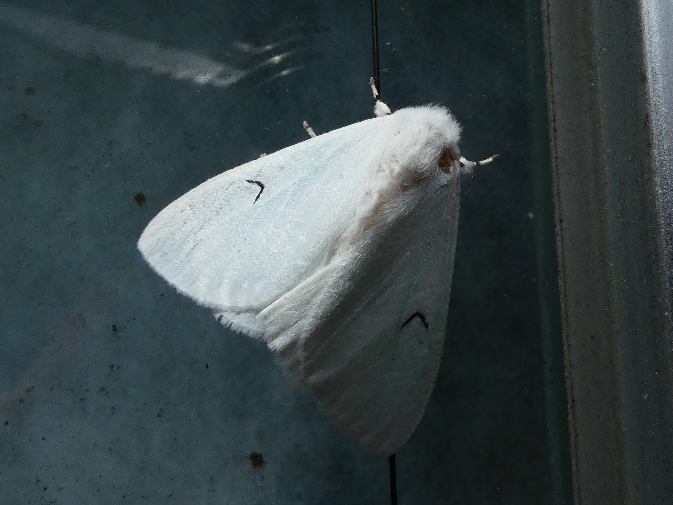 photo_1